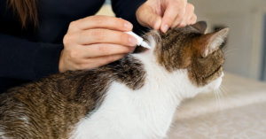 applying flea and tick medicine to a cat