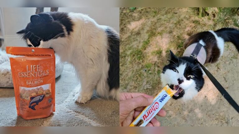 Best Treats for Cats