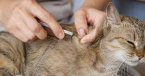 checking a cat's fur for signs of fleas