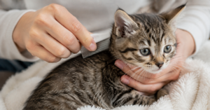 checking a kitten for fleas with a flea comb