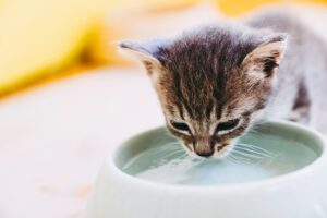 Kitten hydration tips for the best cat food for kittens routine