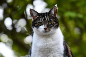 senior cat with gentle treats