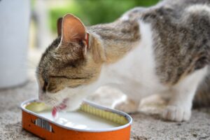 best canned cat food