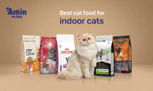 best cat food for indoor cats