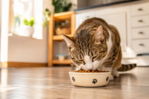 best dry cat food in a bowl