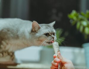 best treats for cats